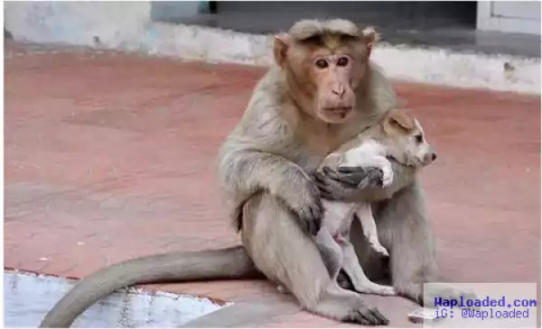 Photos: Read This Incredible Story Of A Monkey That Adopted A Lost Puppy